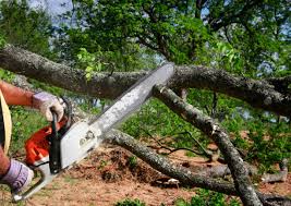 Best Tree Health Inspection  in Pines Lake, NJ